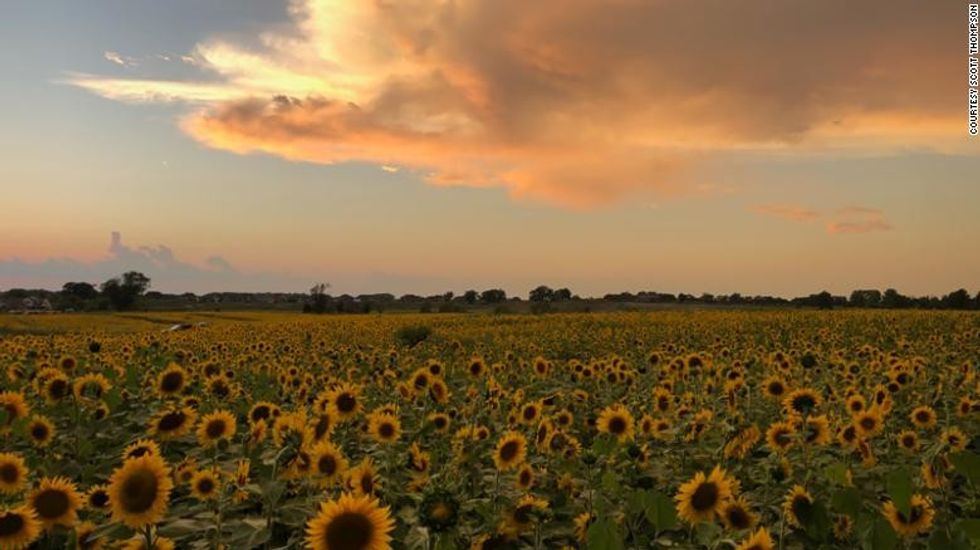 200906155335 03 thompson farm sunflowers exlarge 169