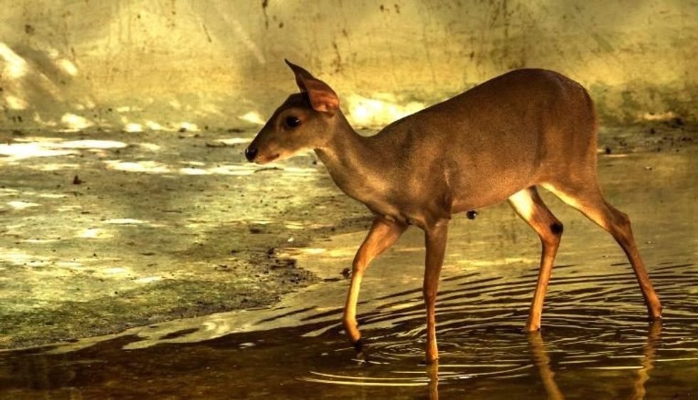 201001154945 02 pandemic biodiversity united nations exlarge 169 e1601843409380