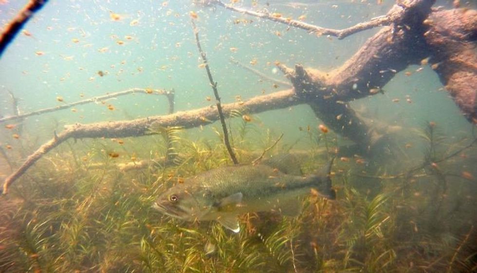 201001214344 pandemic biodiversity united nations summit intl scn exlarge 169 e1601843772153