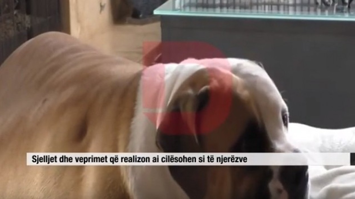 2016/01/hank-tank-qeni-q-euml-peshon-75-kilogram-video_hd.jpg