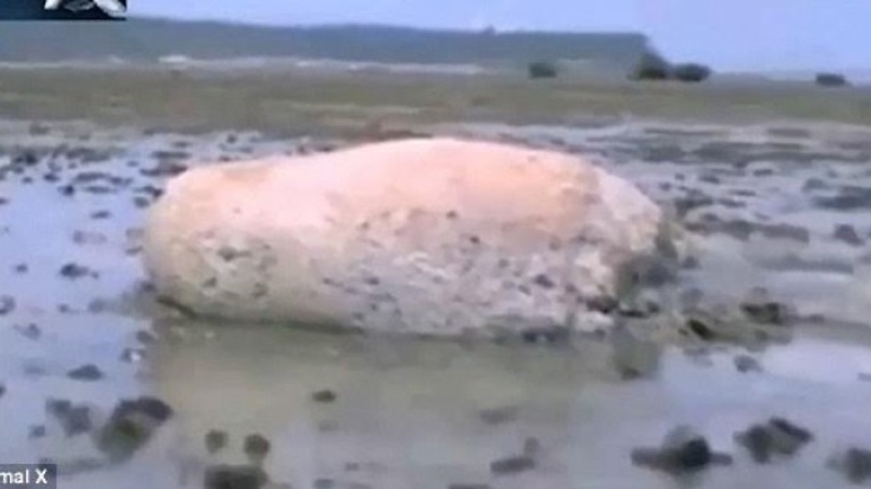 2016/01/krijesa-misterioze-n-euml-plazhin-japonez-video_hd.jpg