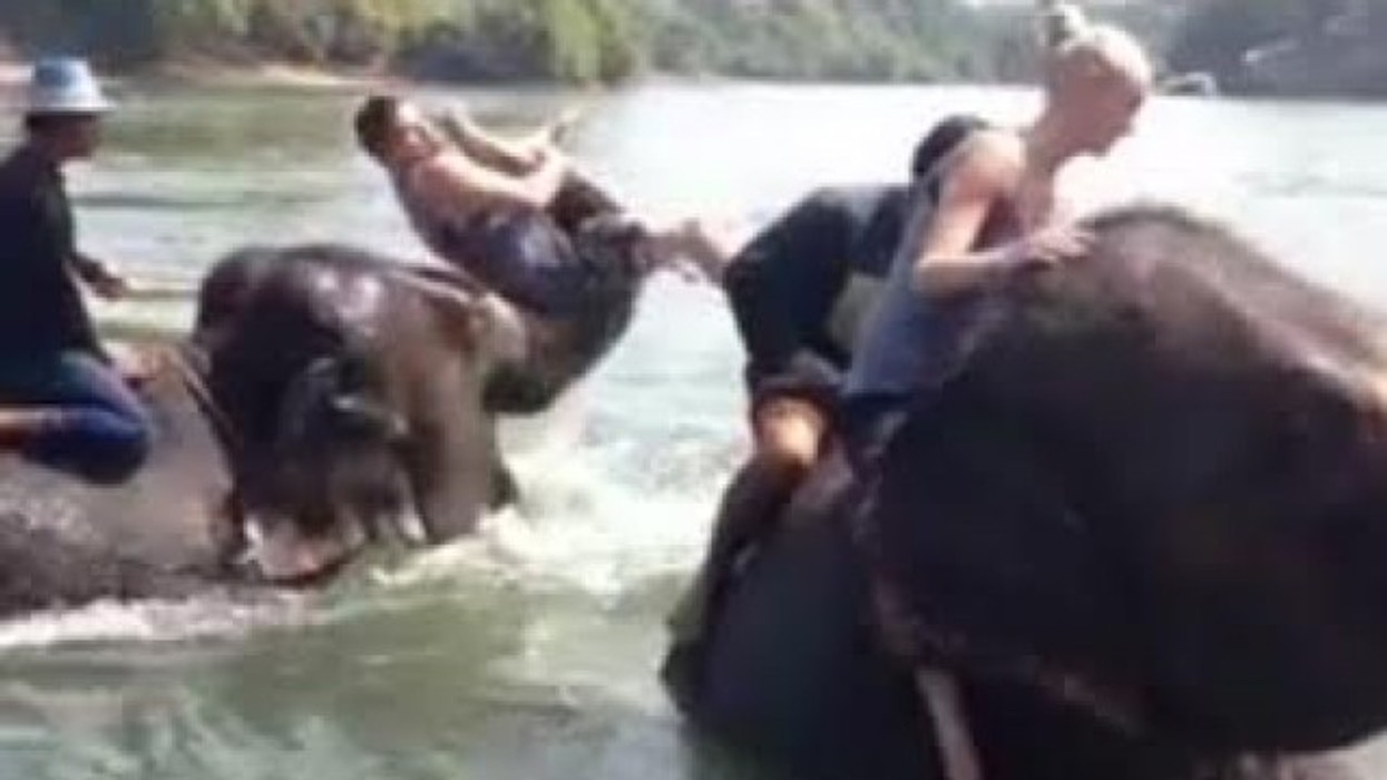 2016/01/loja-me-elefant-euml-t-n-euml-uj-euml-video_hd.jpg