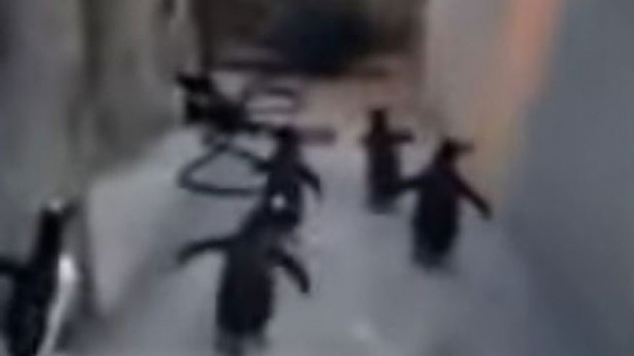 2016/01/pinguin-euml-t-e-v-euml-rtet-euml-t-euml-madagaskarit-video_hd.jpg