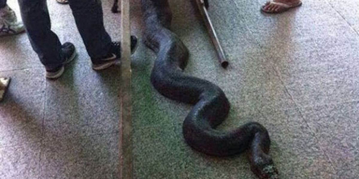 4 Meter Python The Florida police caught the 4-meter python, it was obstructing the ...