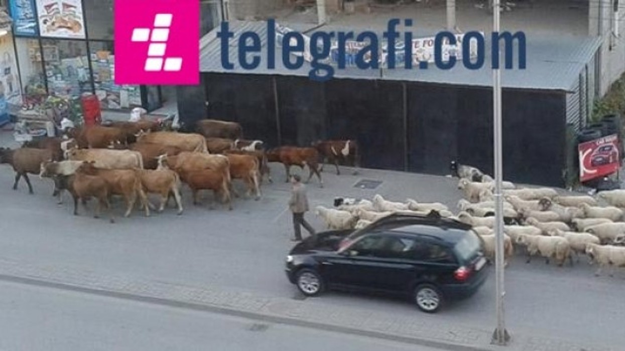 2016/01/tufa-me-lop-euml-dhe-dele-n-euml-p-euml-r-trafikun-urban-n-euml-pej-euml-foto_hd.jpg