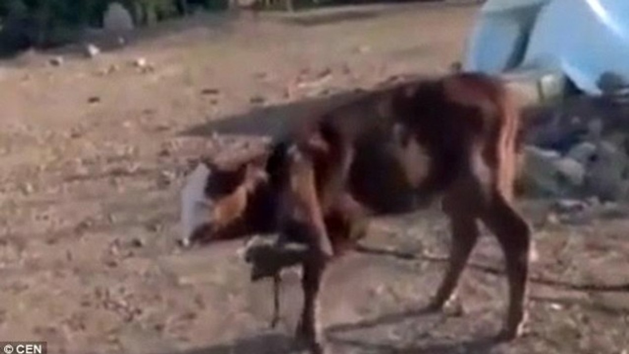 2016/01/turqi-vi-ccedil-i-i-lindur-me-gjasht-euml-k-euml-mb-euml-po-konsiderohet-si-simbol-fetar-video_hd.jpg