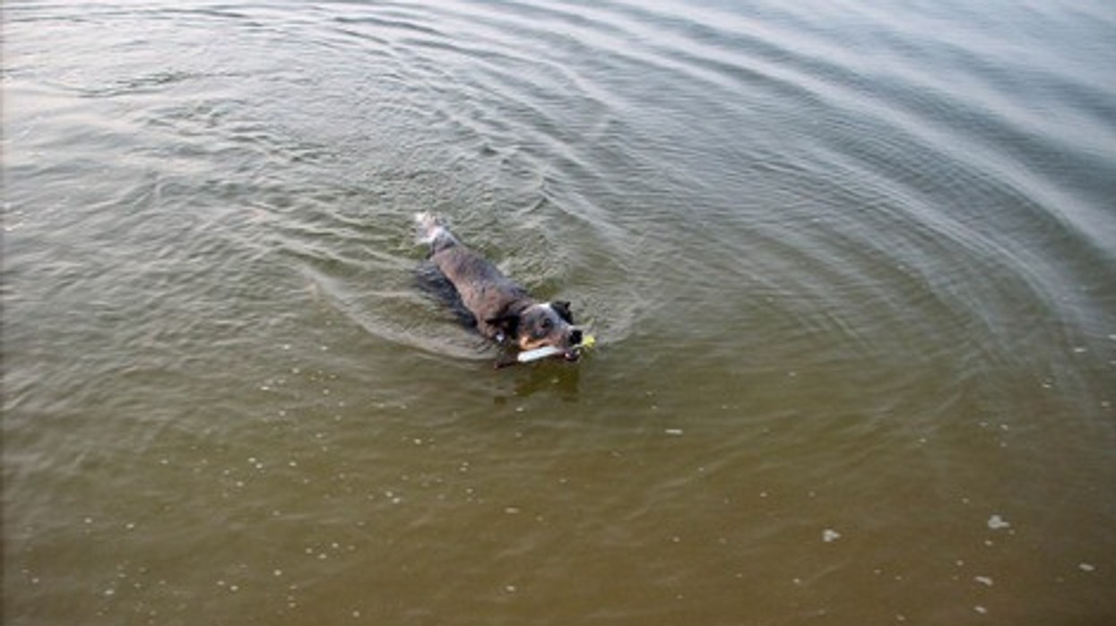 2016/03/river_dog-e1458829775666.jpg