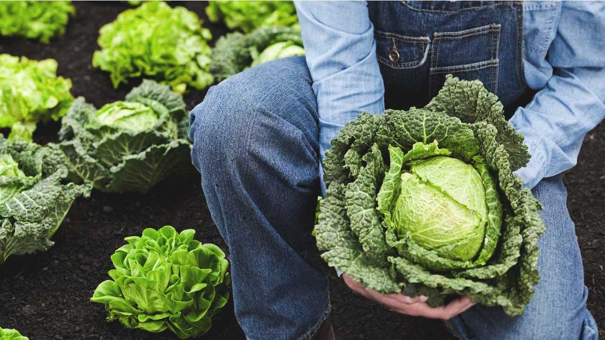 2016/04/farmer-holding-cabbage-1296x728.jpg