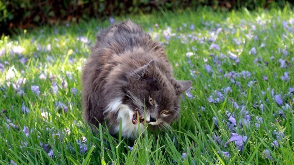 2016/04/why-do-cats-eat-grass.jpg