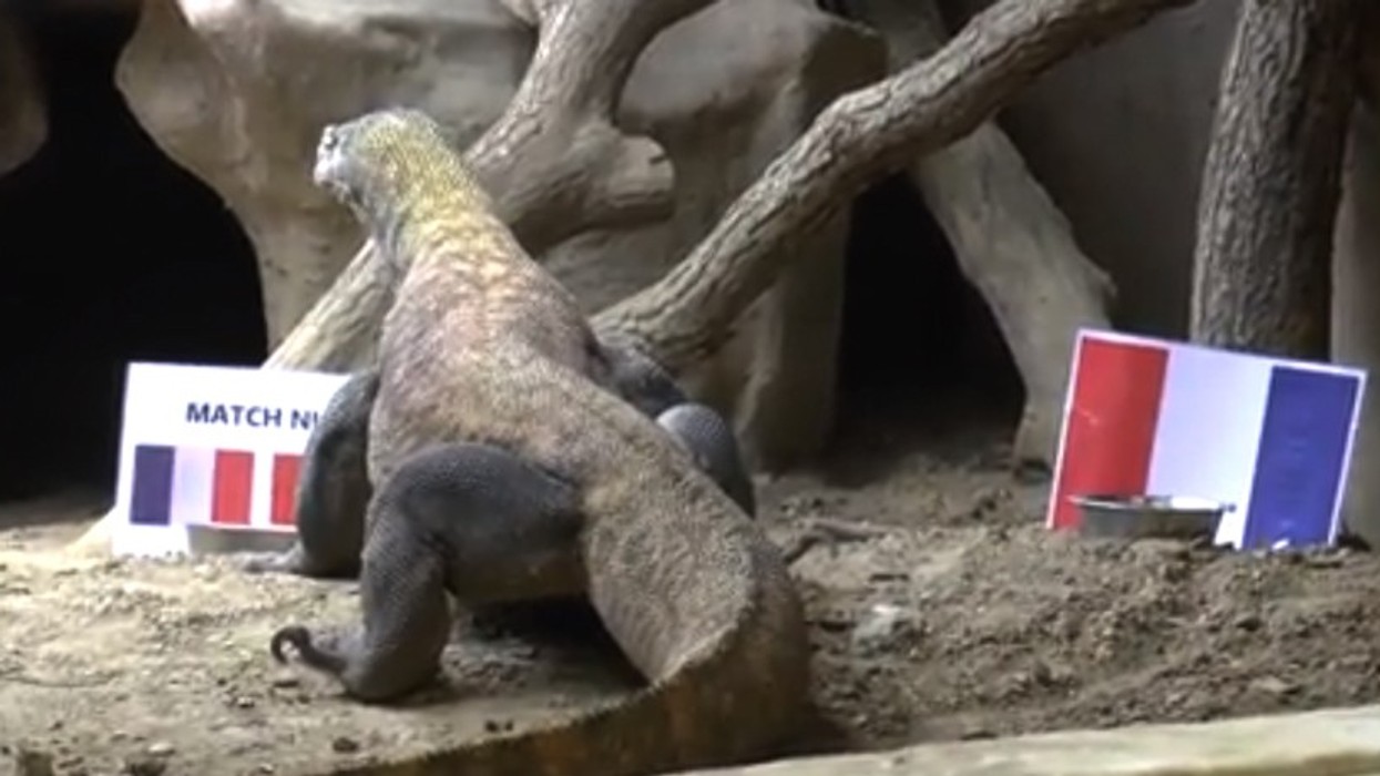 2016/06/iguana.jpg