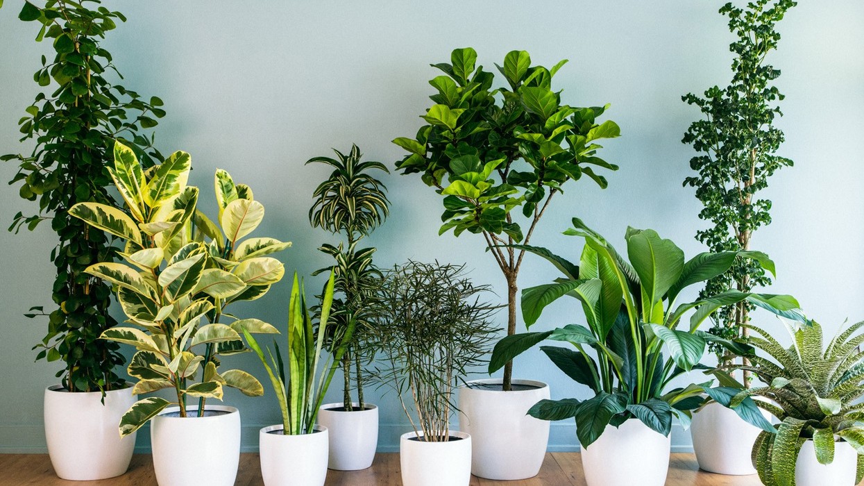 2016/09/house-plants-decor-grouping-0213.jpg