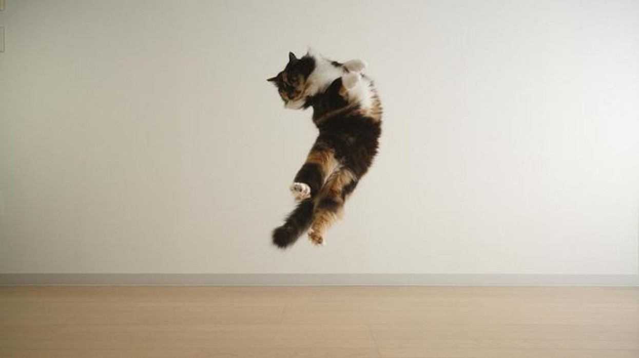 2016/11/cats-always-land-feet_ef32707851c1b886.jpg