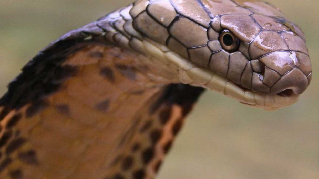 2016/11/snake.jpg