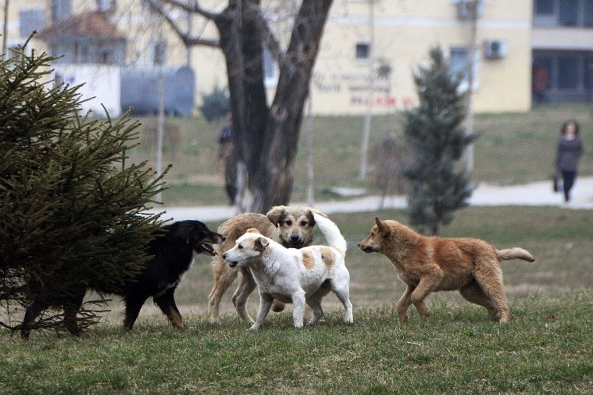 Rriten sulmet e qenve endacakë, qytetarët kërkojnë masa urgjente Rriten sulmet e qenve endacakë, qytetarët kërkojnë masa urgjente