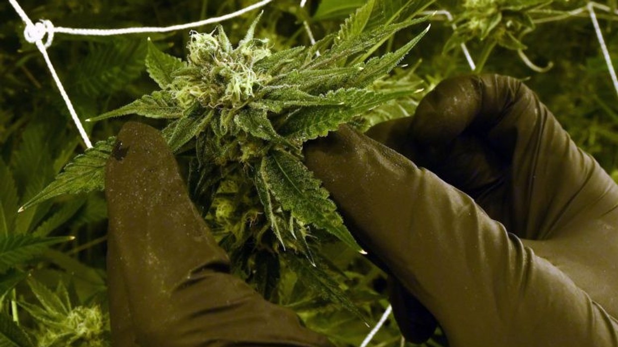 2017/07/Brenda-qendrës-masive-ku-kultivohet-marihuana-ne-menyre-legale-foto-4.jpg