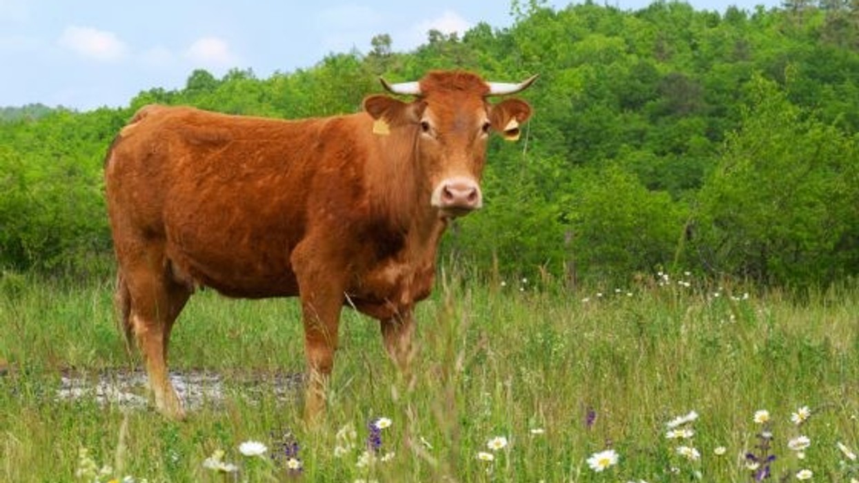 2018/02/Limousin-cow-560x373-e1518192152460.jpg