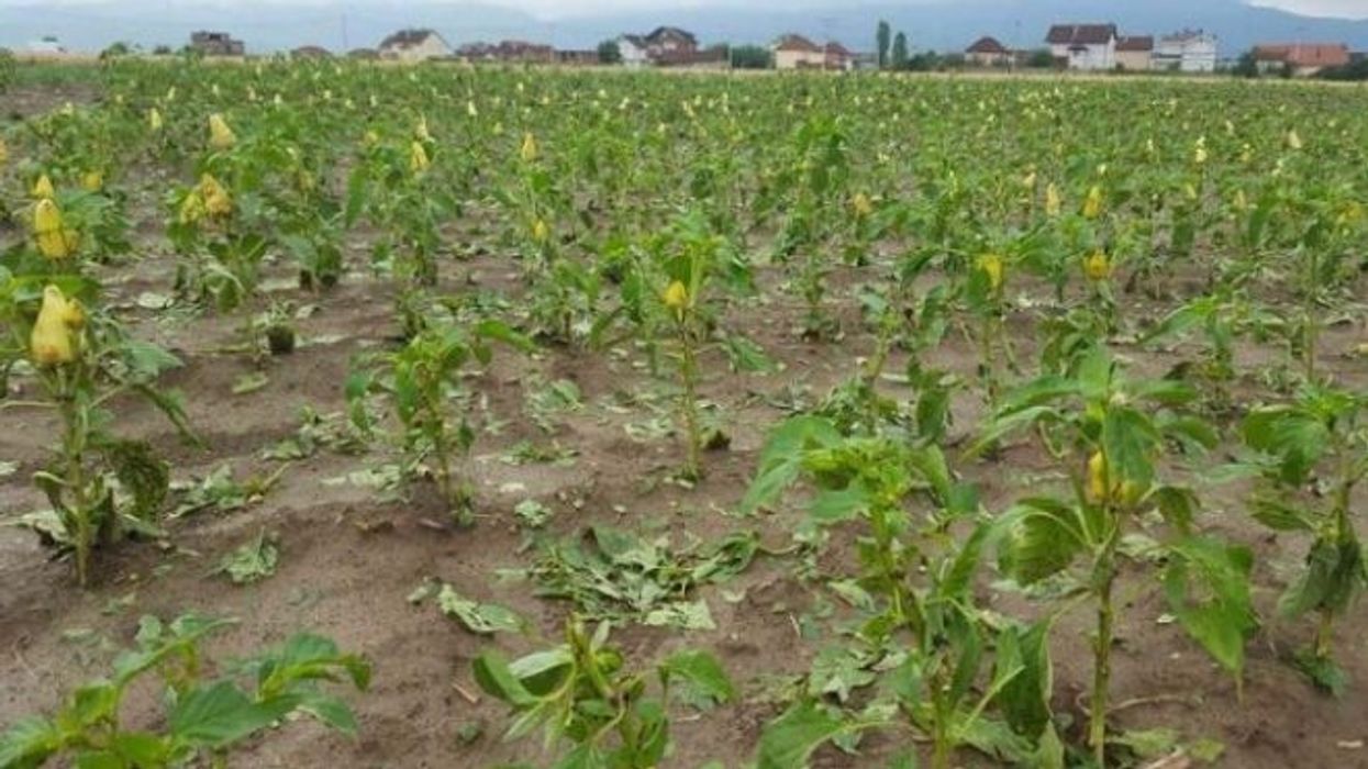 Breshri dhe reshjet e dendura shkatërrojnë të mbjellat në Maqedoni, bujqit kërkojnë dëmshpërblim Breshri dhe reshjet e dendura shkatërrojnë të mbjellat në Maqedoni, bujqit kërkojnë dëmshpërblim