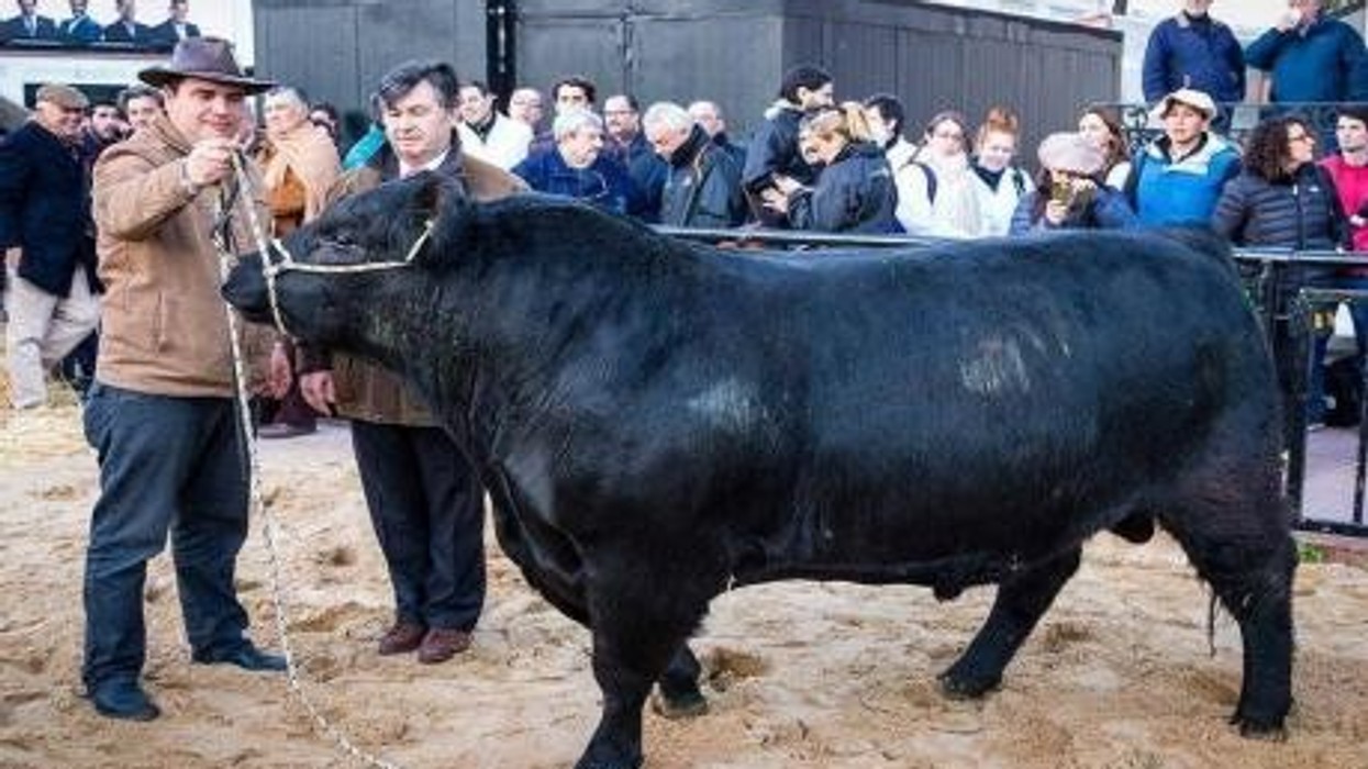 2018/07/m-bull.jpg