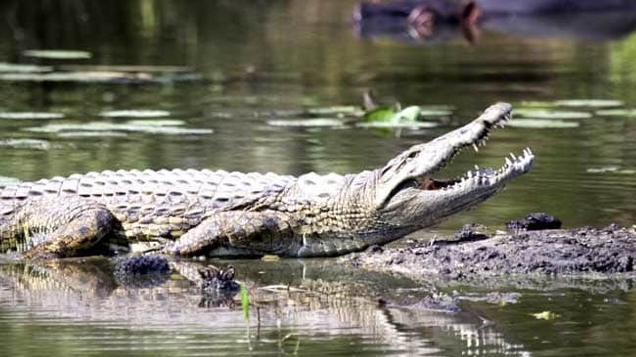 2019/01/crocodile-generic-istock_650x400_71455871621.jpg
