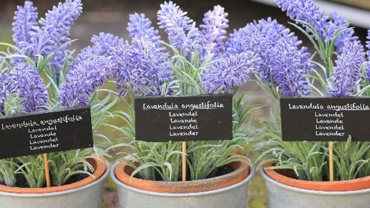 2019/04/keep-lavender-plant-in-your-bedroom-it-dramatically-improves-sleep-reduces-anxiety-depression-and-panic-attacks-featured.jpg