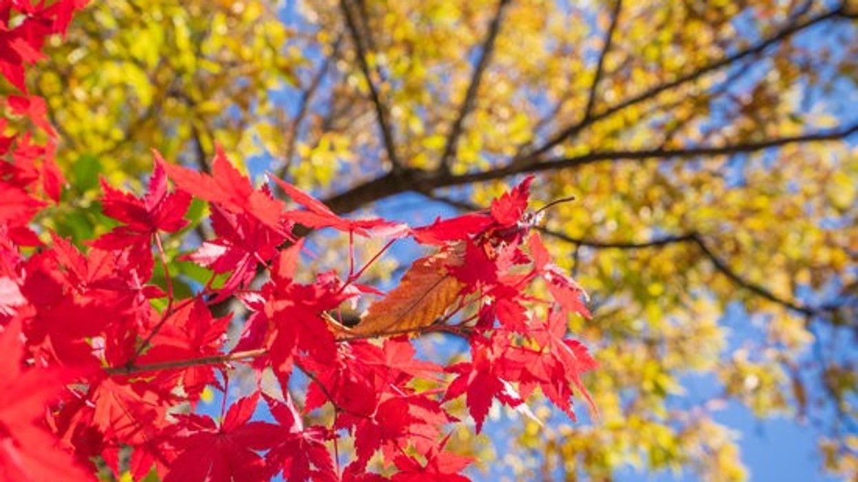 2019/10/canva-beautiful-red-maple-leaves-in-autumn-sunny-day-blue-sky-close-up-copy-space-macro-MADJjcCfp48.jpg