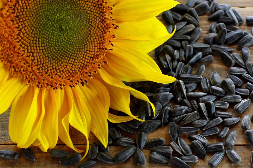 2019/12/sunflower-seeds-1.jpg