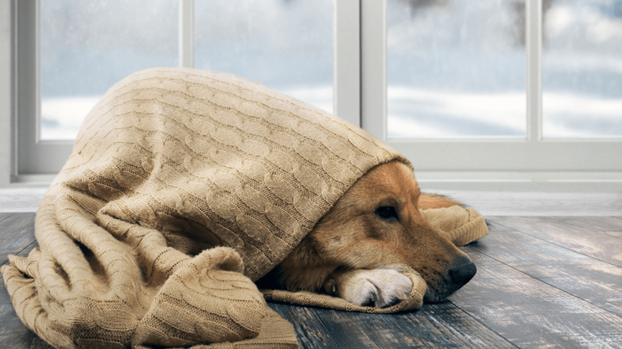 2020/03/12_Tips-Pets_Safe-Cold_Weather.png