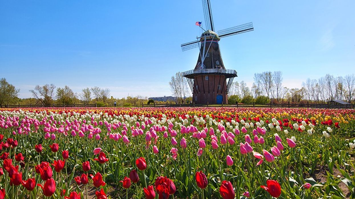 2020/04/tulips-holland-mi.jpg
