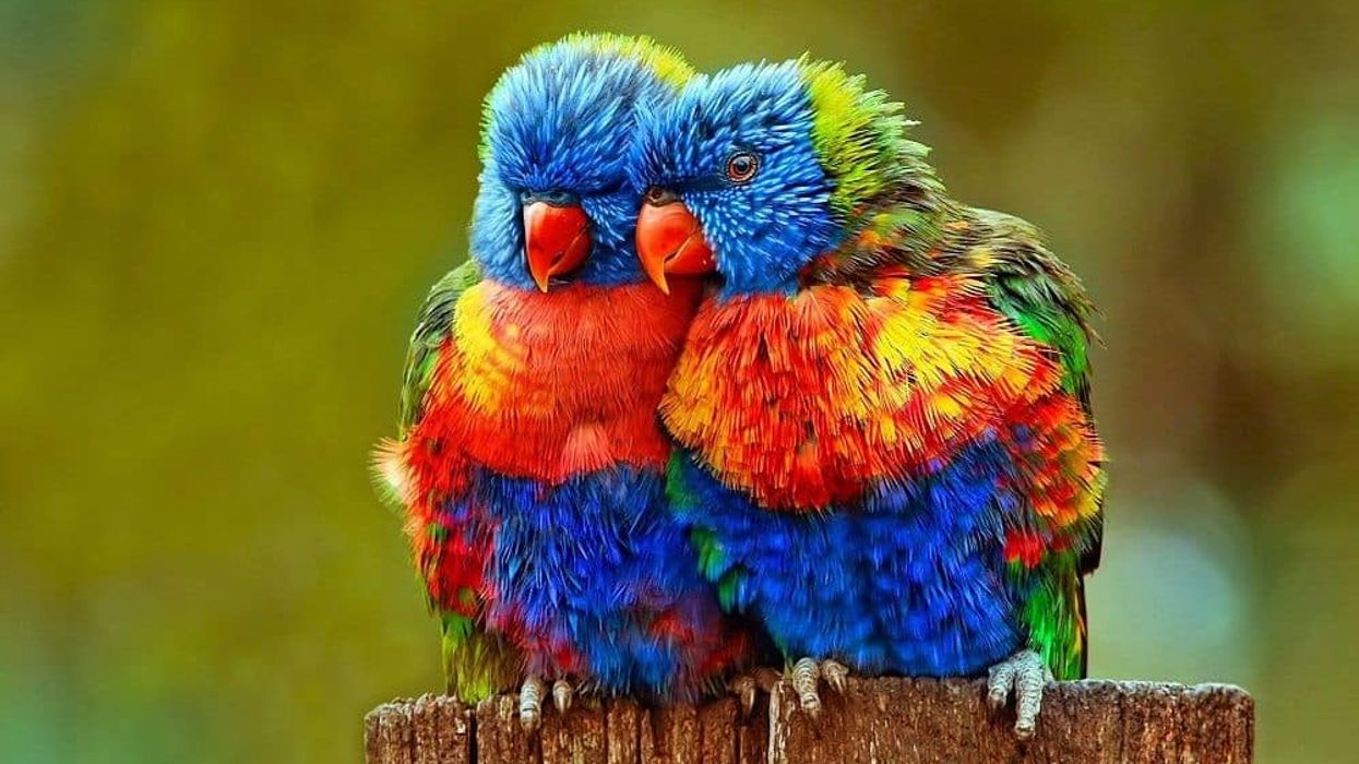2020/05/Colorful-birds.jpg