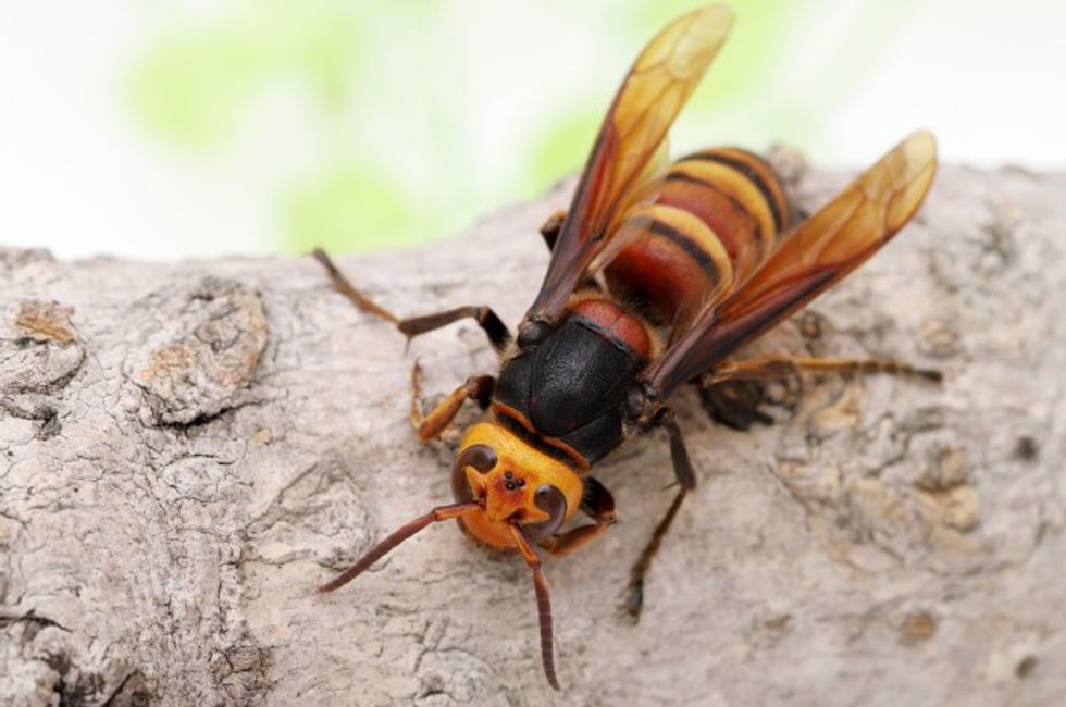 2020/05/giant-hornet.jpg