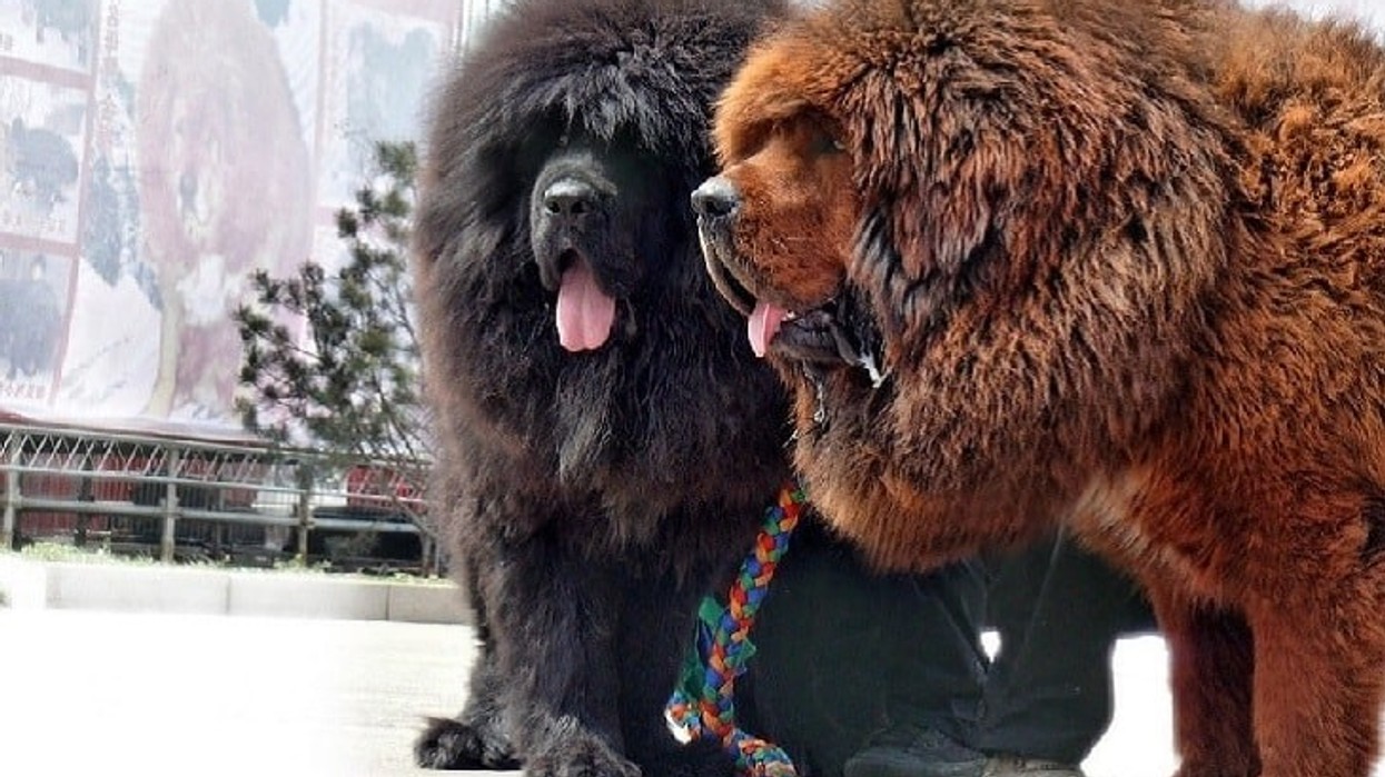 2020/08/Tibetan-Mastiff-1.jpg