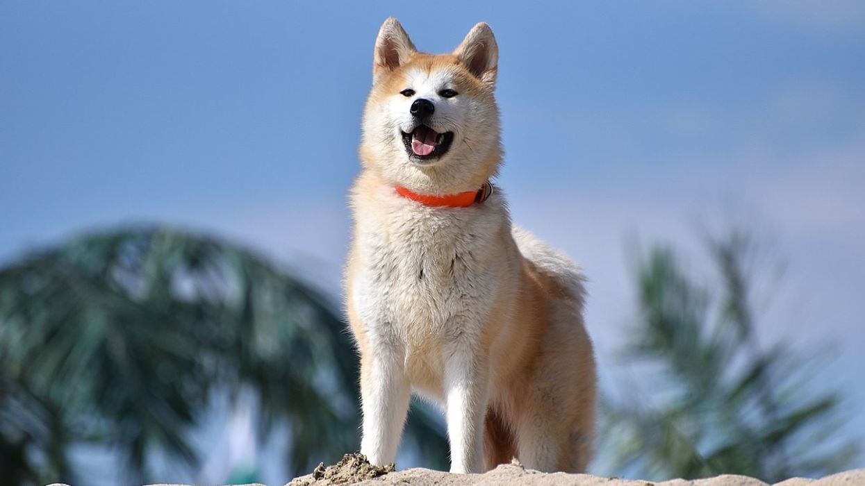 2020/09/1200px-Akita_Inu_dog.jpg