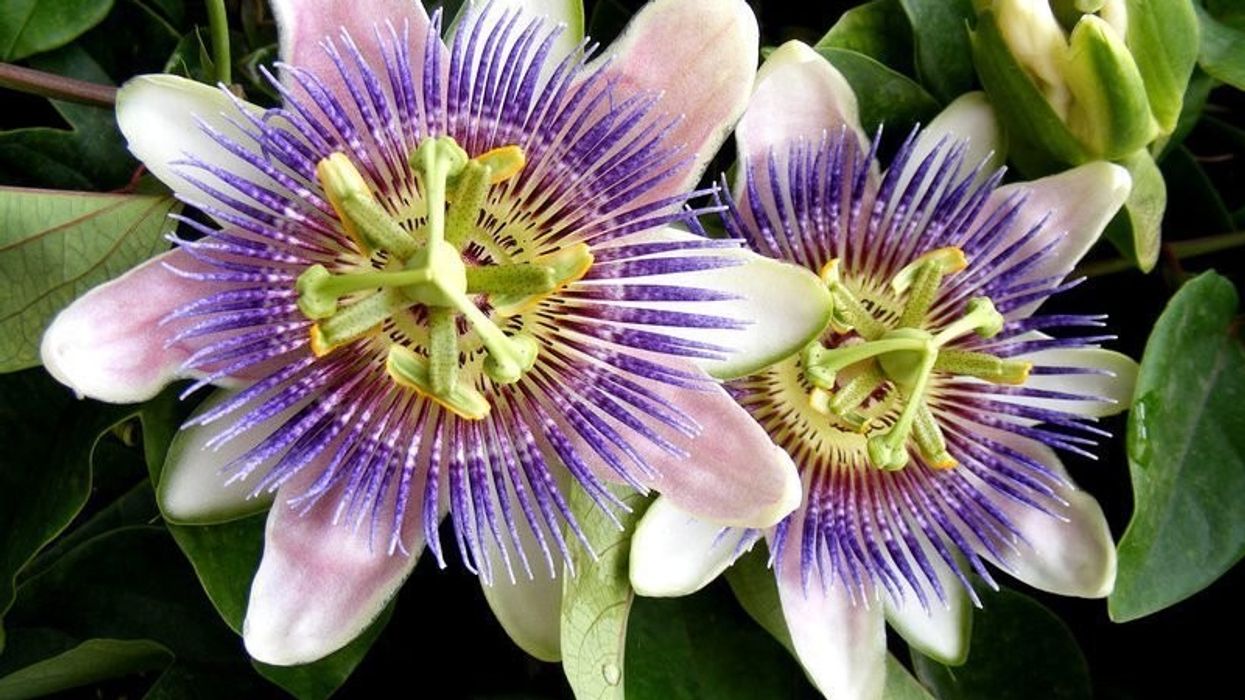 2020/09/passionflower-1-800x480-1.jpg