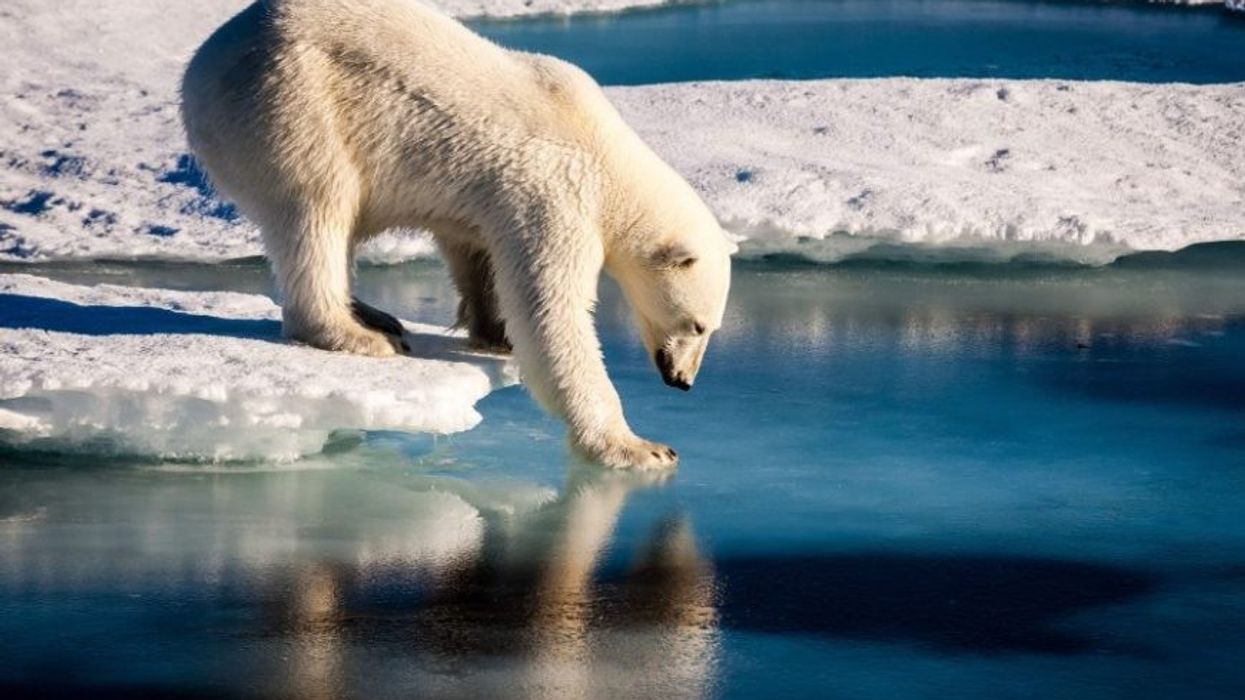 2020/10/Polar-Bear-Melting-Sea-Ice-870x524-1.jpg