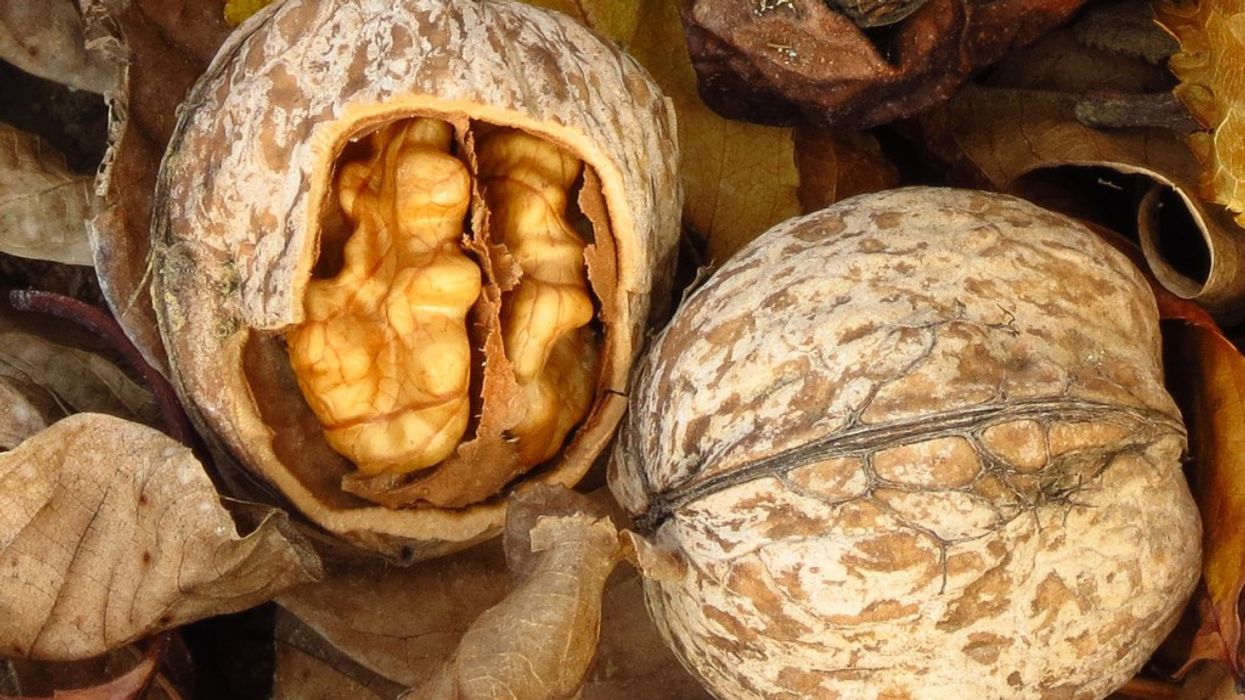 2020/10/walnuts-1318128-1278x958-1.jpg