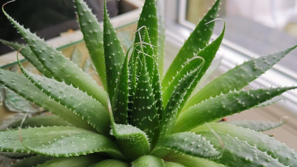 2020/12/aloe-vera-1024x627-1.jpg