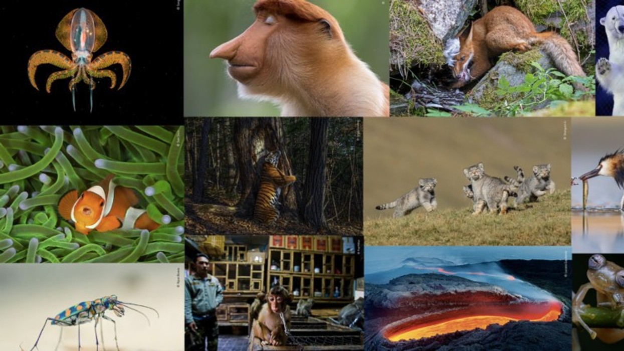 2020/12/These-Are-the-2020-Winners-of-the-Wildlife-Photographer-of-the-Year-Awards-800x420-1.jpg
