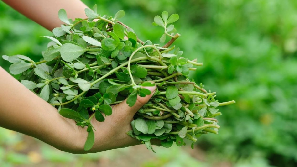 2021/02/pulling-up-purslane-GettyImages-1089332232-1200x798-1.jpg
