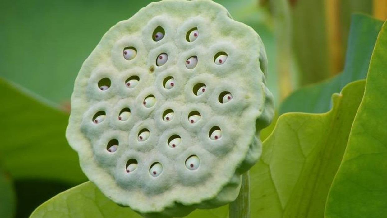 2021/03/nelumbo-nucifera-fruit-botanic-garden-adelaide.jpg
