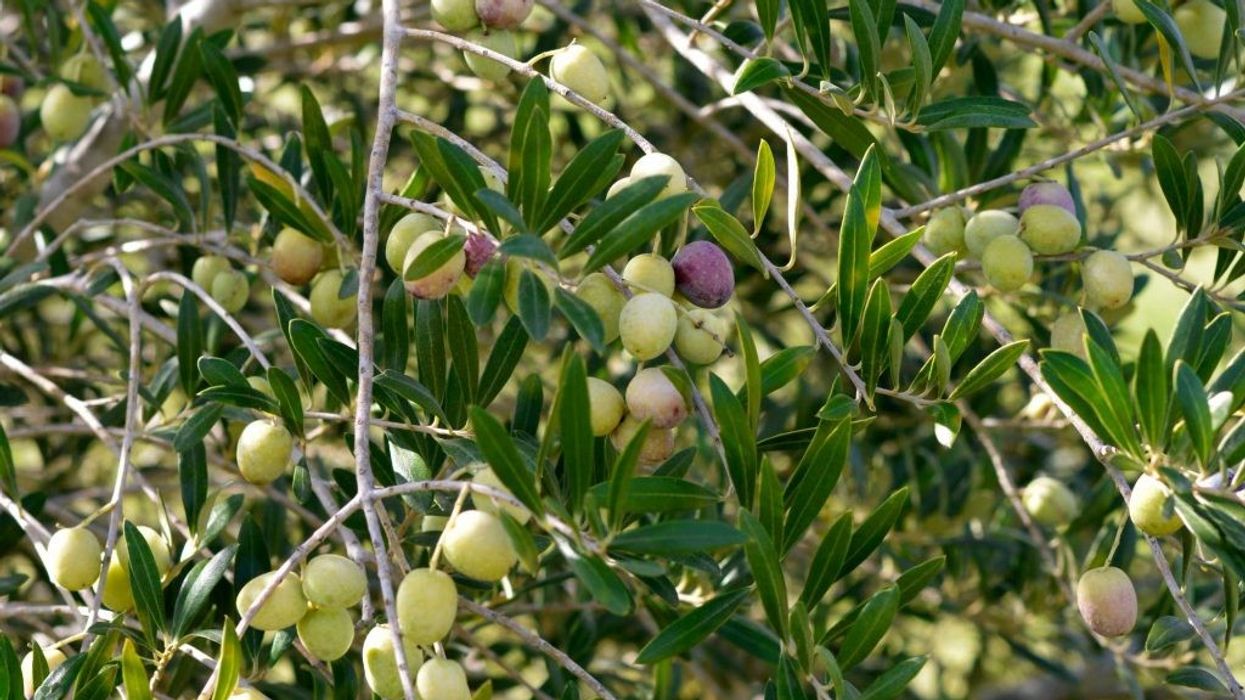2021/03/olive-tree-1-1024x659-1.jpg