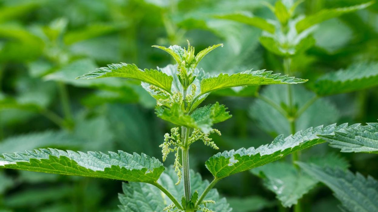 2021/03/Stinging-nettle.jpg