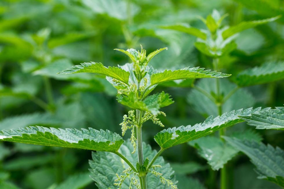 2021/03/Stinging-nettle.jpg