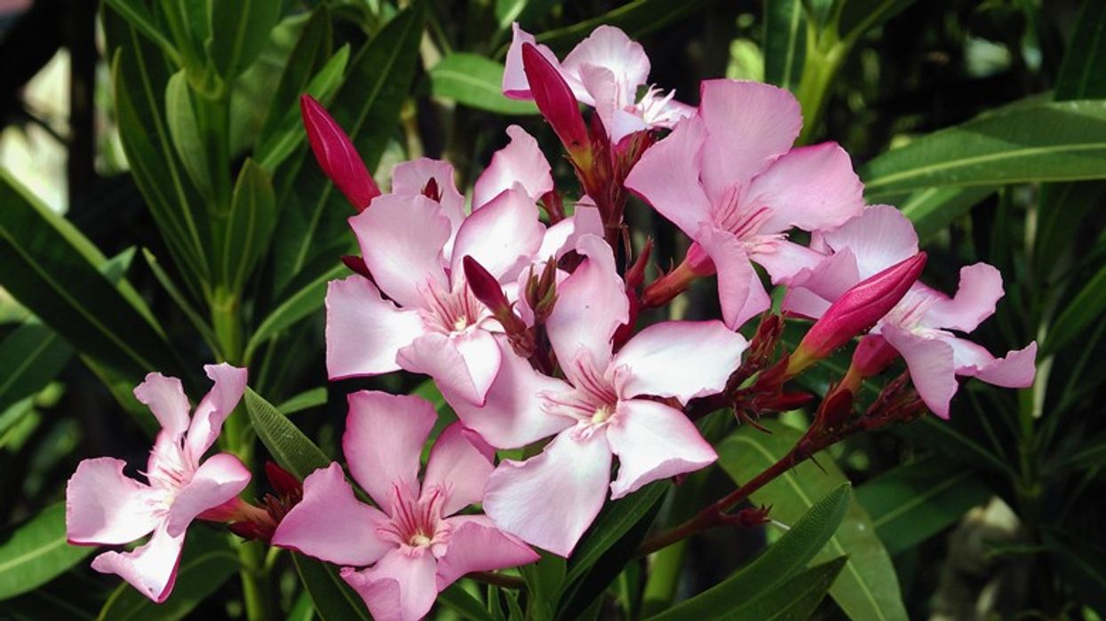 2021/04/pink-nerium-oleander-blooming-garden-993764.jpg