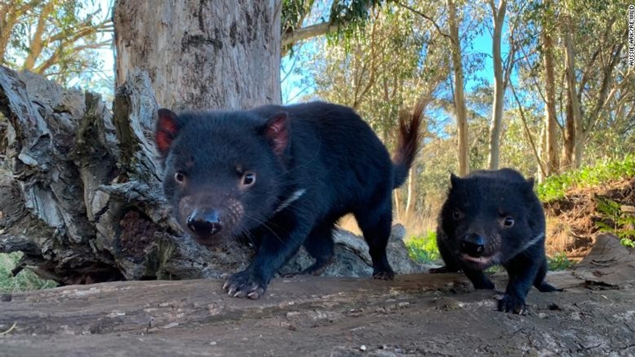 2021/05/210526152506-tasmanian-devil-video-thumbnail-lon-orig-na-exlarge-169.jpg