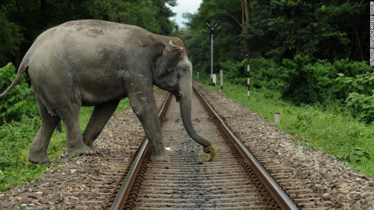 2021/06/210506170313-03-human-wildlife-conflict-elephant-exlarge-169.jpg