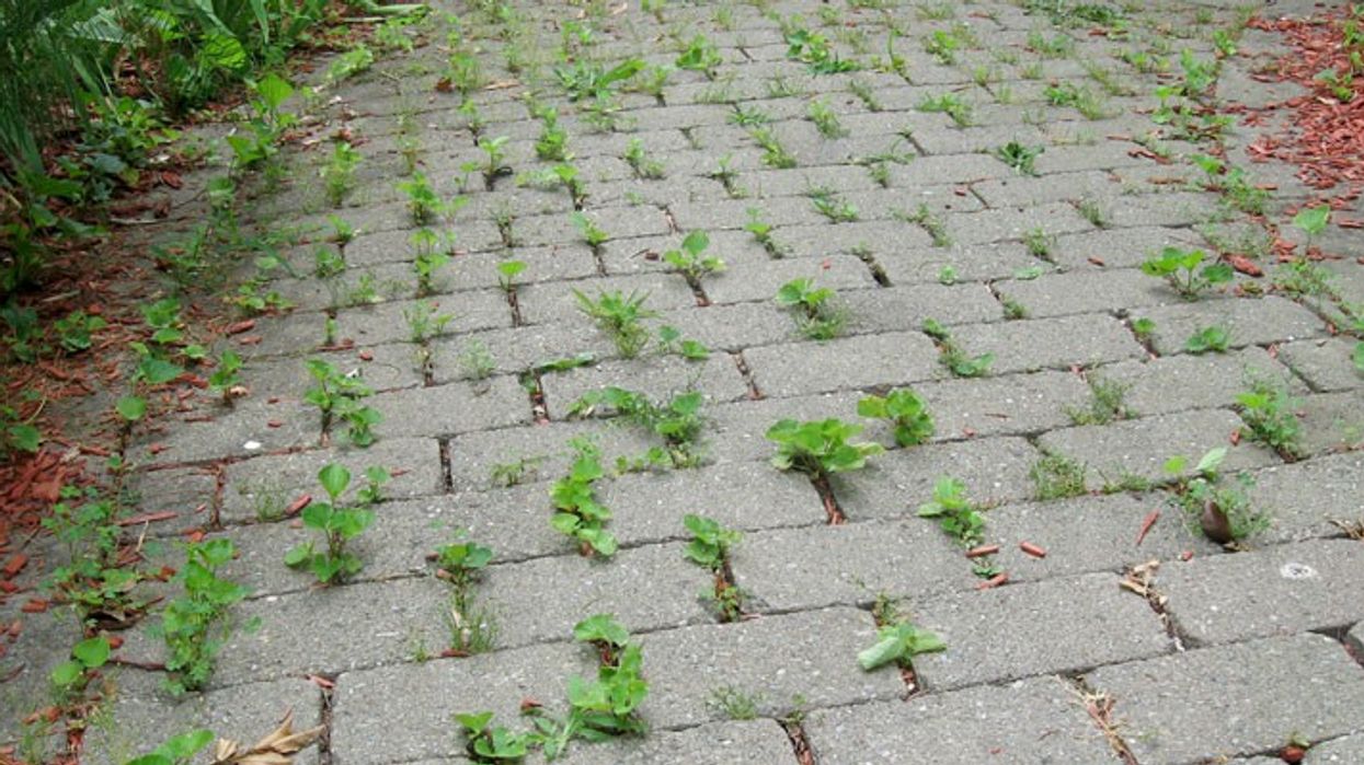 2021/06/hard-surface-path-weeds.jpg