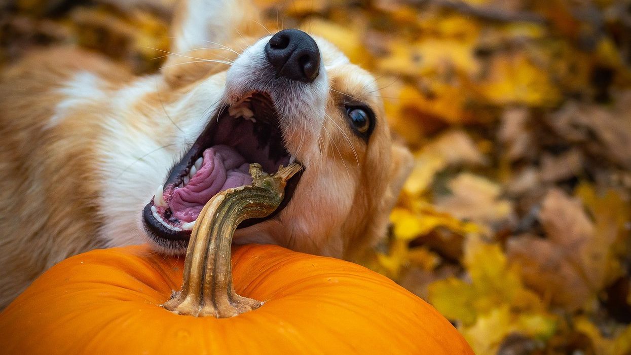 2021/08/can-i-give-my-dogs-pumpkin-1.jpg