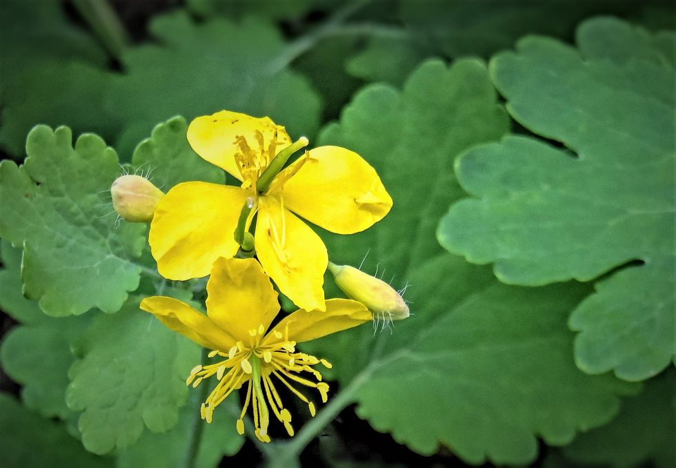 2021/08/greater-celandine-5208207_1920.jpg
