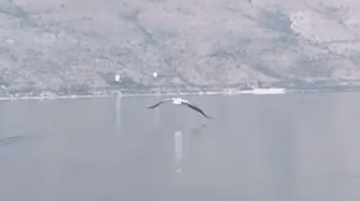 2021/08/pelikani-e1629123448766.png