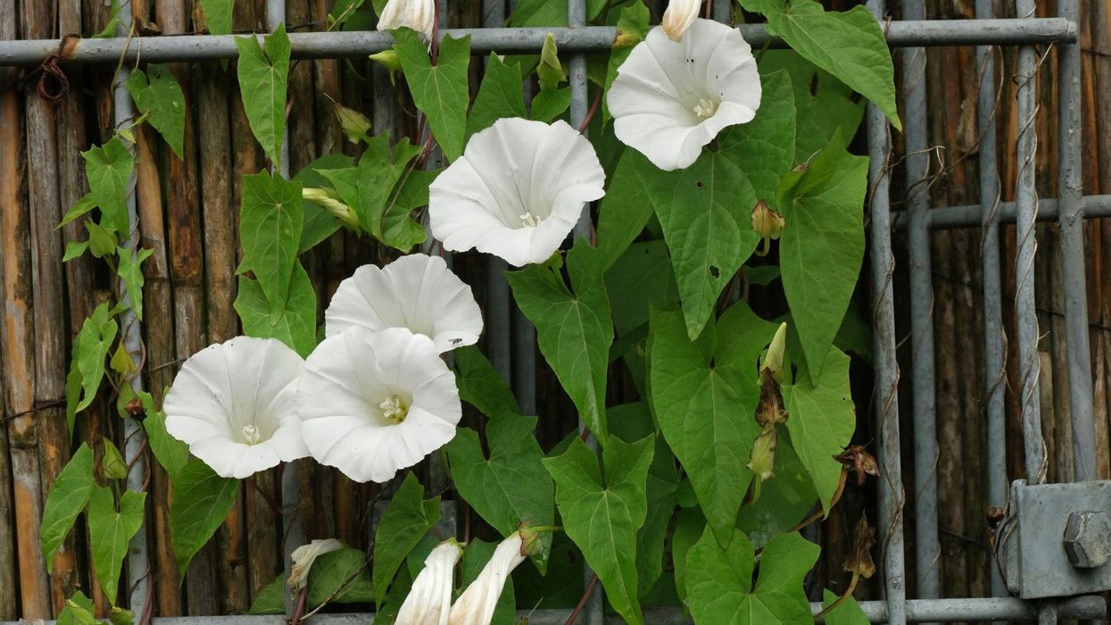2021/09/Calystegia-sepium.jpg